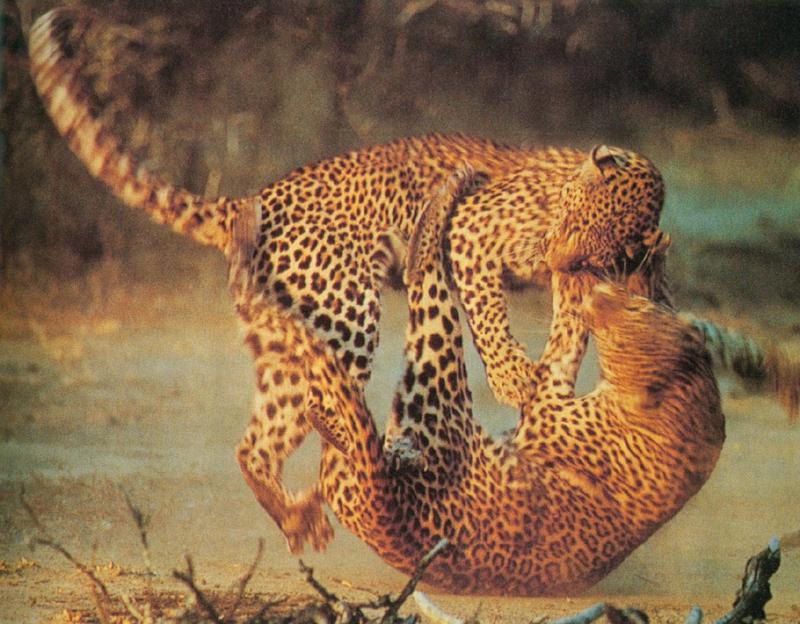 Leopards fighting; DISPLAY FULL IMAGE.
