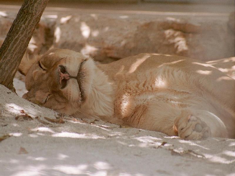 Reposts in 1024x768 wallpaper size - sleeping Lioness in Wilhelma Zoo; DISPLAY FULL IMAGE.