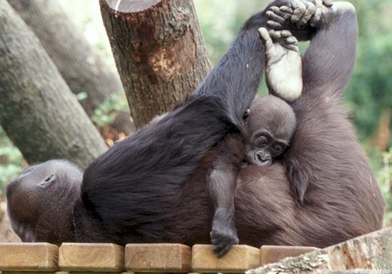 Lowland Gorilla - Mother and Baby Wrestling; DISPLAY FULL IMAGE.