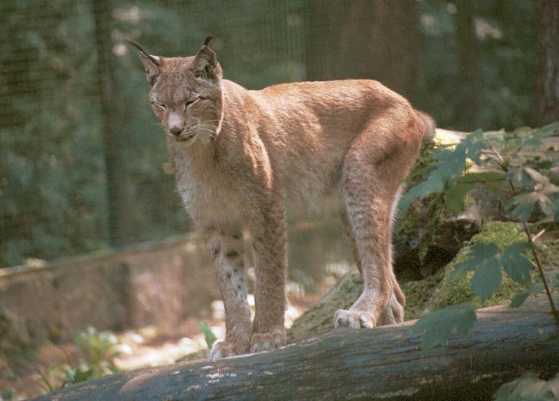 More Lynx from Neumuenster Animal park - cat balancing on a log; DISPLAY FULL IMAGE.
