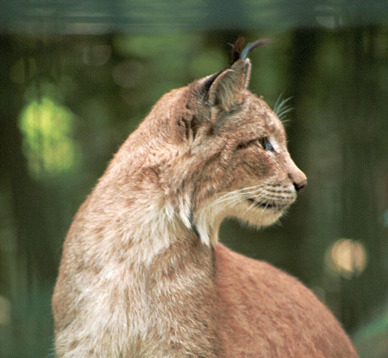 One for your cat collection - another Neumuenster Animal Park Lynx portrait; DISPLAY FULL IMAGE.