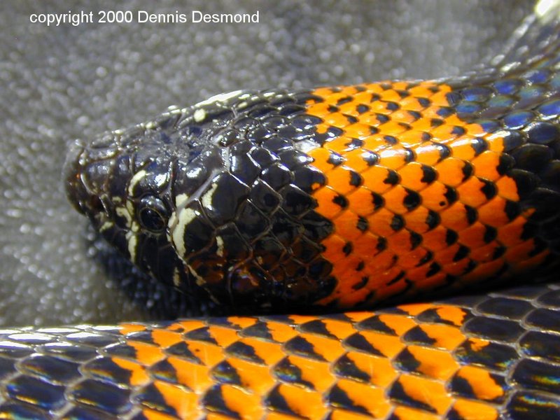 tri color hognosed snake; DISPLAY FULL IMAGE.