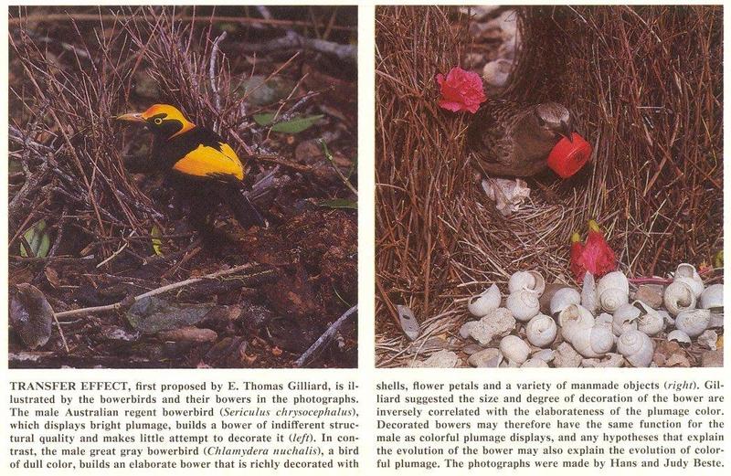 Scans from Scientific American - bowerbirds.jpg; DISPLAY FULL IMAGE.