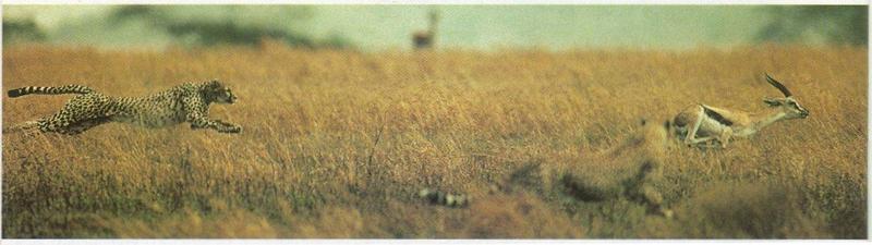 Re: Request pictures of cheetahs running - cheetah_en_gazelle.jpg; DISPLAY FULL IMAGE.
