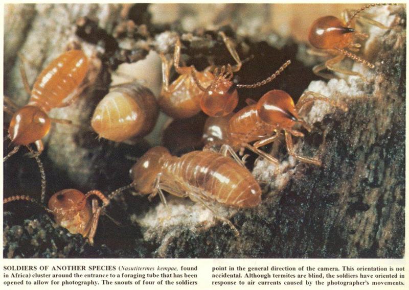 Scans from Scientific American - Termites from Africa - nasutitermes_kempae.jpg; DISPLAY FULL IMAGE.