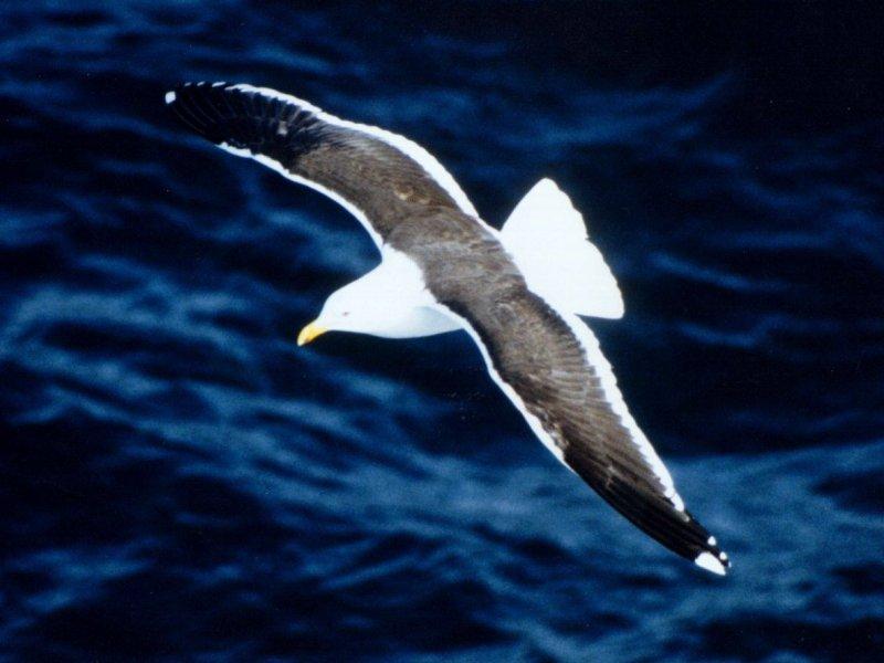 Re: Looking for seagulls and seagull logo pics - southern_blackbacked_gull.jpg; DISPLAY FULL IMAGE.