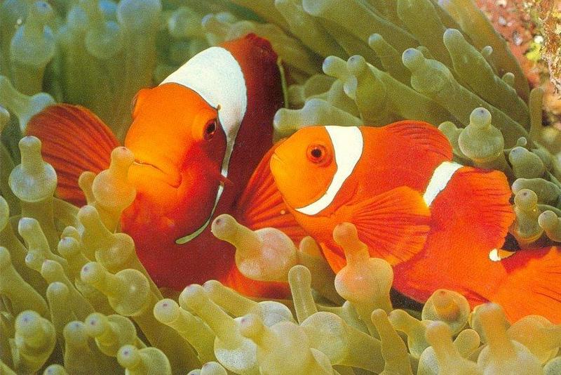 WWF Postcard - tomato_anemonefish.jpg; DISPLAY FULL IMAGE.