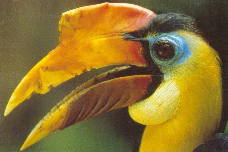 WWF Postcard - Aceros corrugatus - wrinkled_hornbill.jpg; DISPLAY FULL IMAGE.
