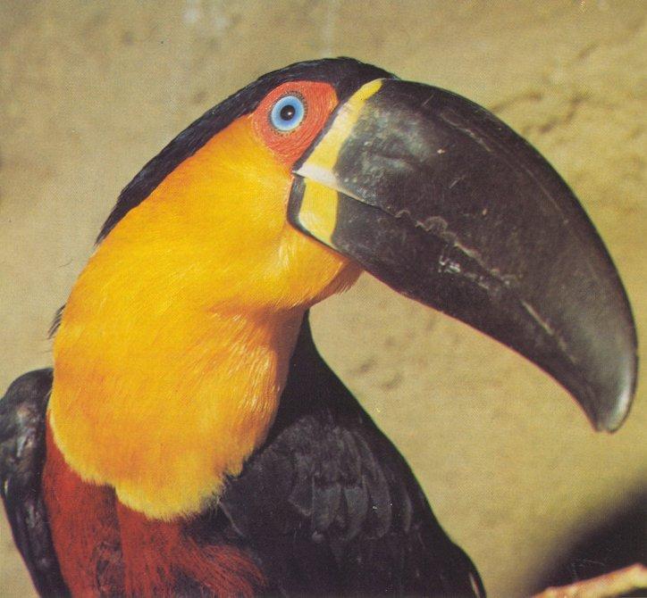Re: toucan - arieltoekan.jpg -- Ariel Toucan; Image ONLY
