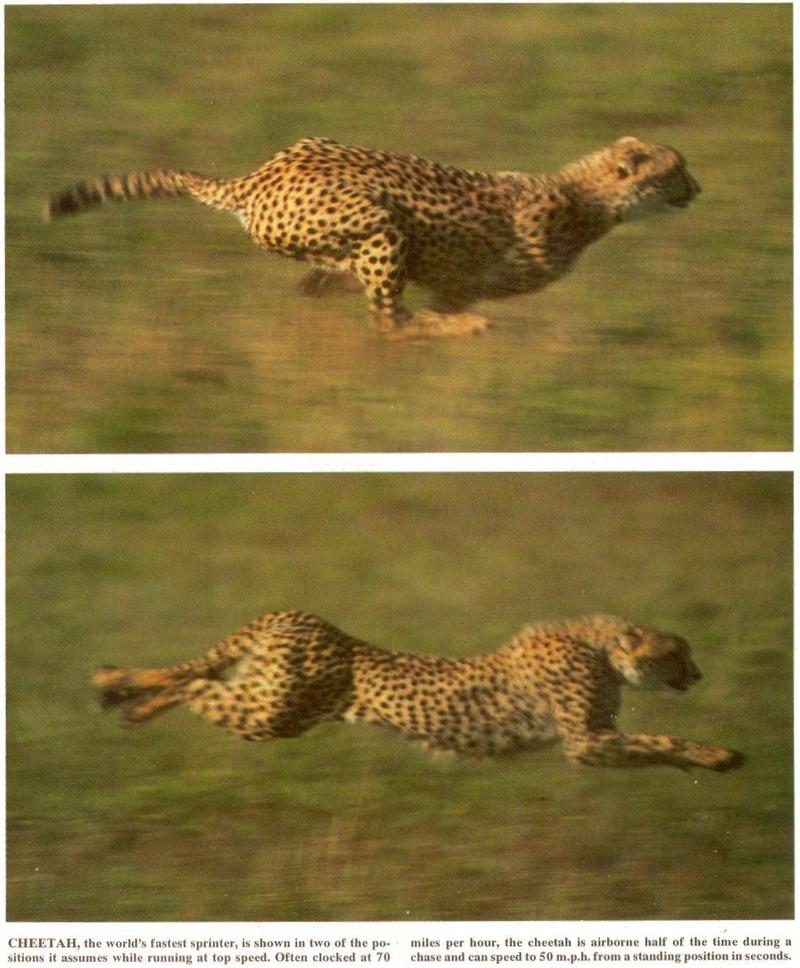 Re: Request pictures of cheetahs running - cheetah_running.jpg; DISPLAY FULL IMAGE.