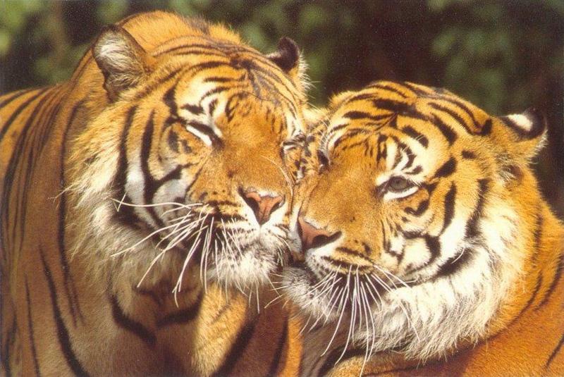 WWF Postcard - friendly_tigers.jpg; DISPLAY FULL IMAGE.