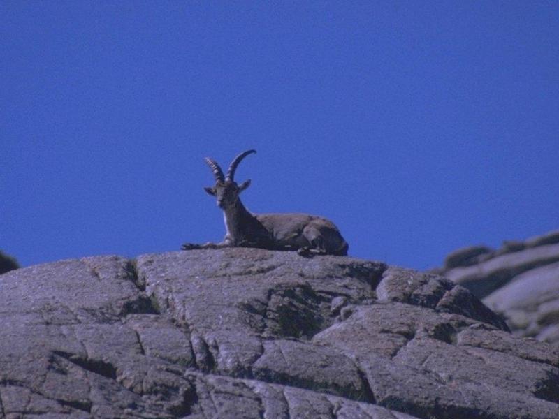 Re: REQ: Pictures of a Capricorn - Alpine ibex (Capra ibex) - steenbok1.jpg; DISPLAY FULL IMAGE.