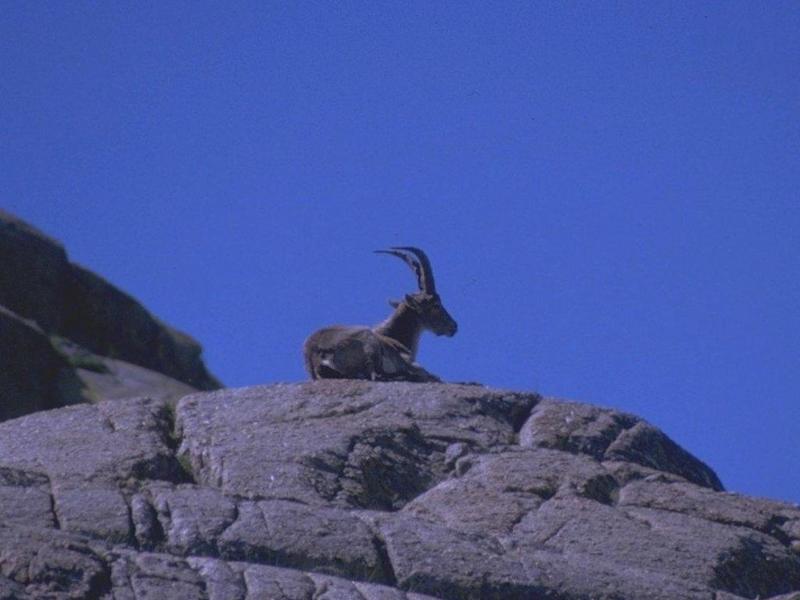 Re: REQ: Pictures of a Capricorn - Alpine ibex (Capra ibex) - steenbok2.jpg; DISPLAY FULL IMAGE.