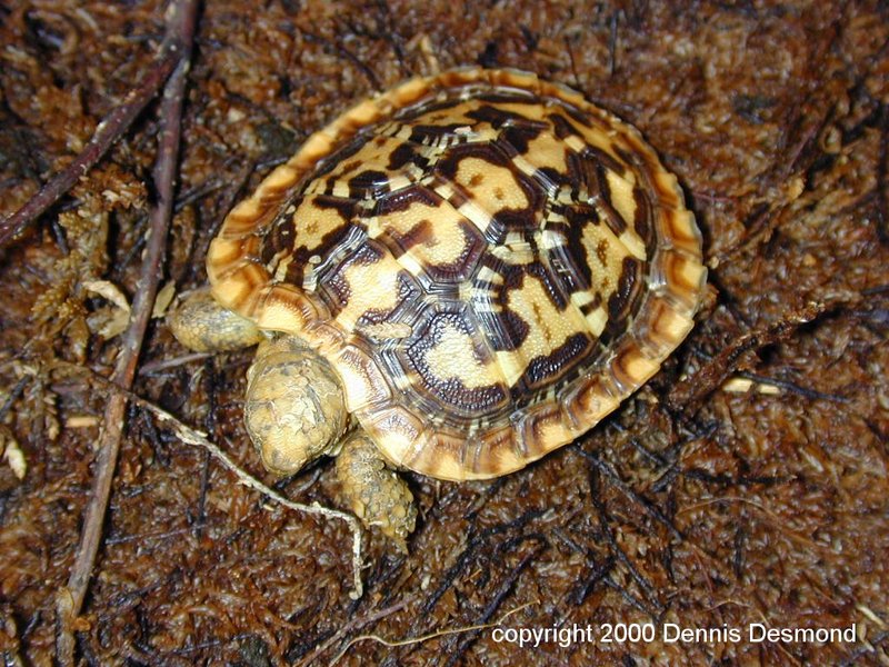 pancake tortoise - neonate; DISPLAY FULL IMAGE.