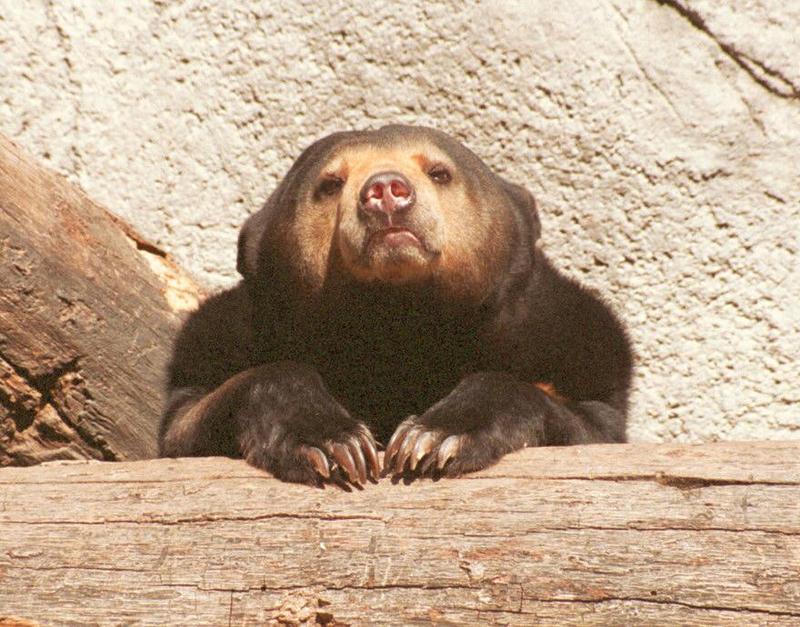 Frankfurt Zoo - Malayan Sun Bear head studies - I have got more of these; DISPLAY FULL IMAGE.