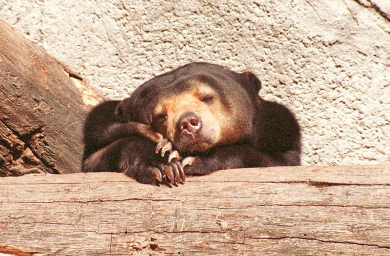 Frankfurt Zoo - Malayan Sun Bear head studies - #2 of several :-); DISPLAY FULL IMAGE.