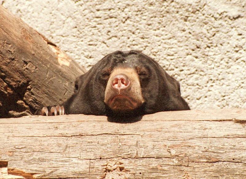 The goofiest look of Frankfurt Zoo - Malayan Bear head studies, last one; DISPLAY FULL IMAGE.