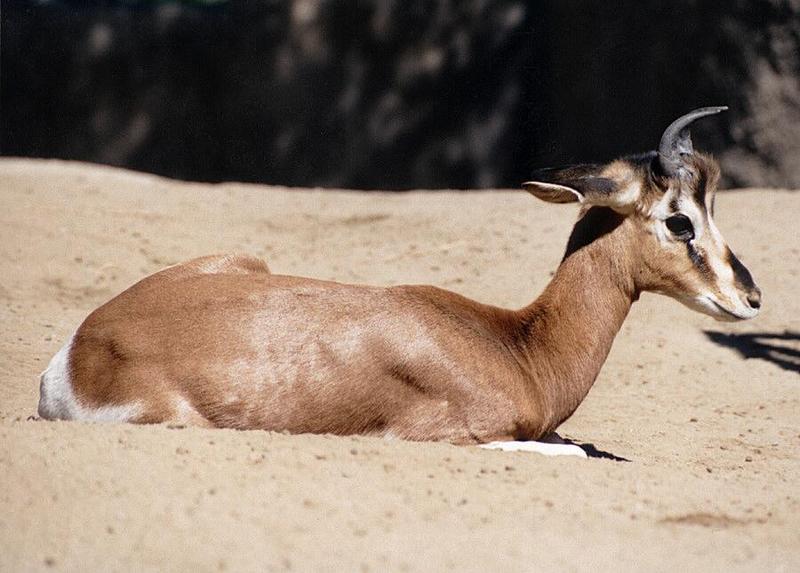 Resuming California Souvenirs - Mhorr Gazelle in San Diego Zoo; DISPLAY FULL IMAGE.
