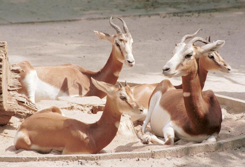 Still more Frankfurt Zoo Mhorr Gazelle - Here's the whole gang - and new pix on my page; DISPLAY FULL IMAGE.