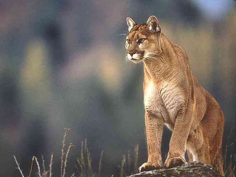 Re: cougar; DISPLAY FULL IMAGE.