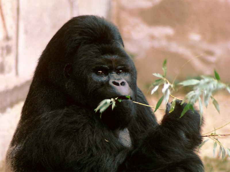Re: Gorillas; DISPLAY FULL IMAGE.
