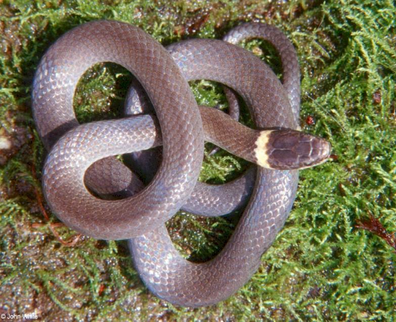 Northern Ringneck Snake; DISPLAY FULL IMAGE.