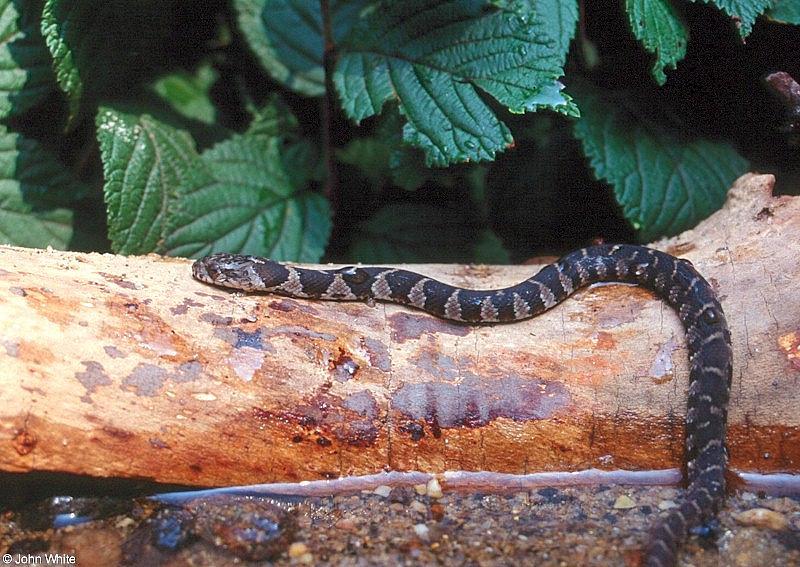 Juvenile Northern Water Snake (Nerodia sipedon sipedon); DISPLAY FULL IMAGE.