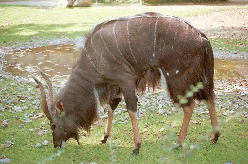 No Lion this time but his dinner :-) Nyala Antelope in Hannover Zoo; DISPLAY FULL IMAGE.