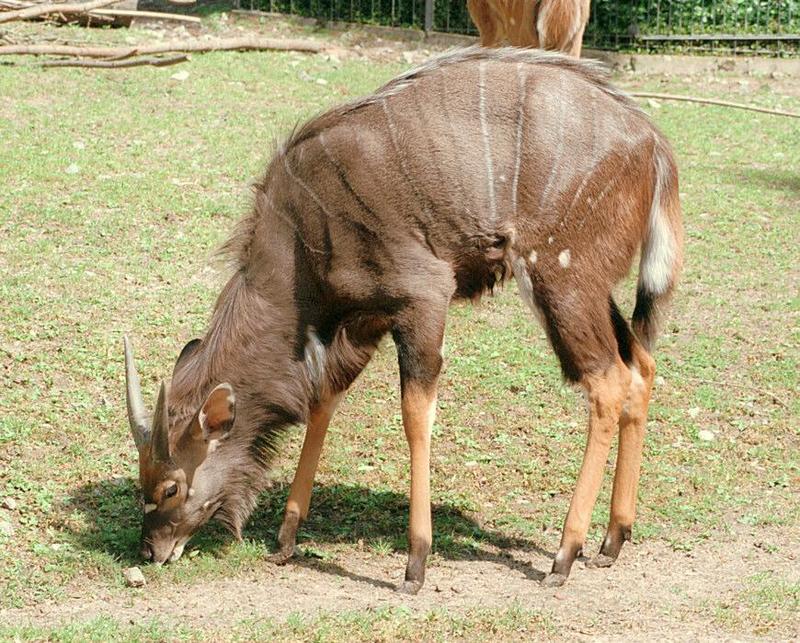 Haven't posted hoofstock for a while - Nyala antelope male - these are mean to scan!; DISPLAY FULL IMAGE.