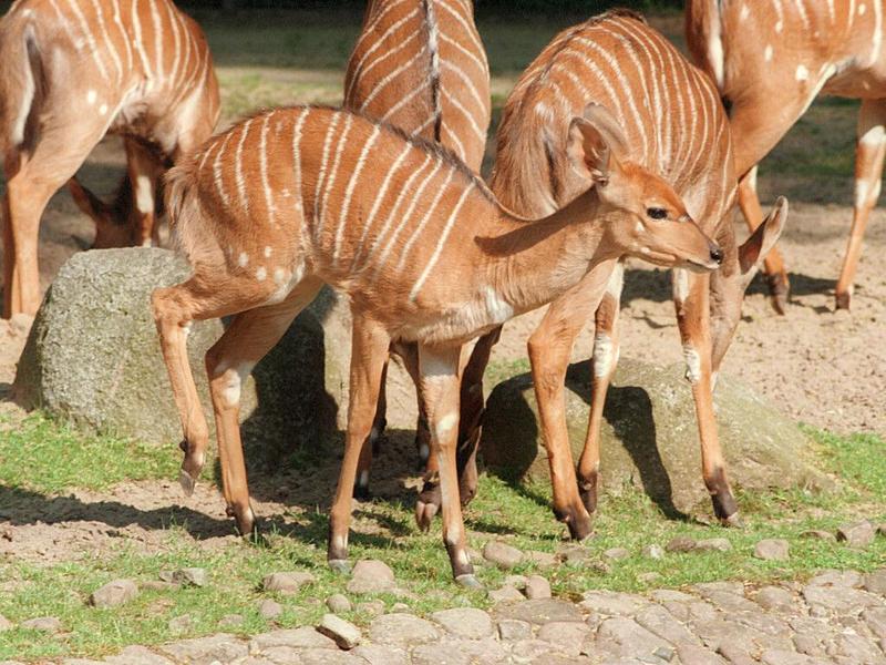 Want more Nyala antelope? Here's another one from Hannover Zoo...; DISPLAY FULL IMAGE.