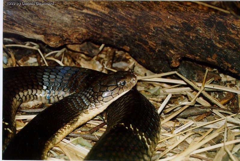 Re: Looking for Cobra pics - king cobra (Ophiophagus hannah); DISPLAY FULL IMAGE.