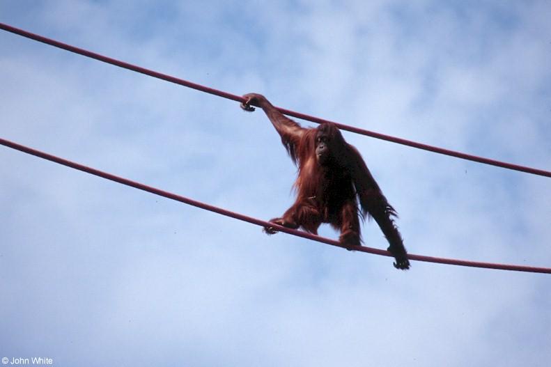 Orangutan 2; DISPLAY FULL IMAGE.