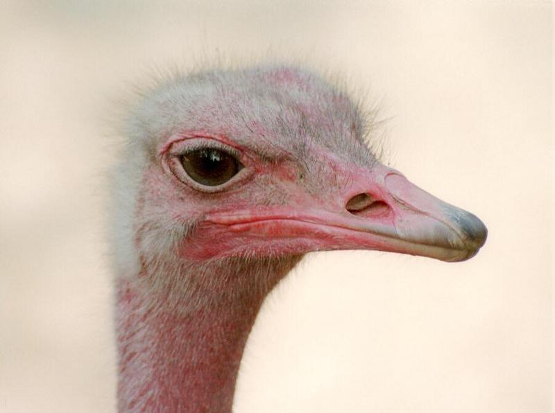 Couldn't believe what came out of my scanner - Ostrich portrait from Hannover Zoo; DISPLAY FULL IMAGE.