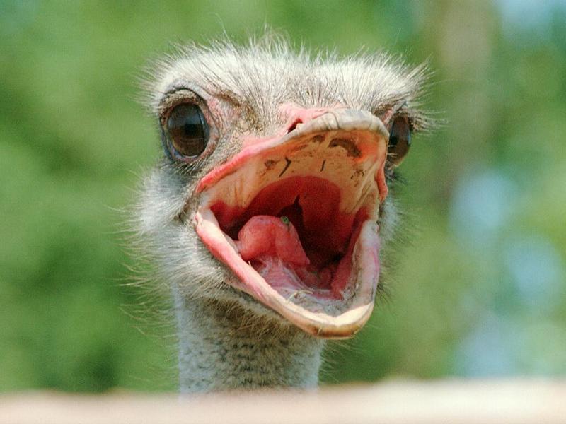 One of the best I've taken so far (I think) - Ostrich from the inside :-); DISPLAY FULL IMAGE.