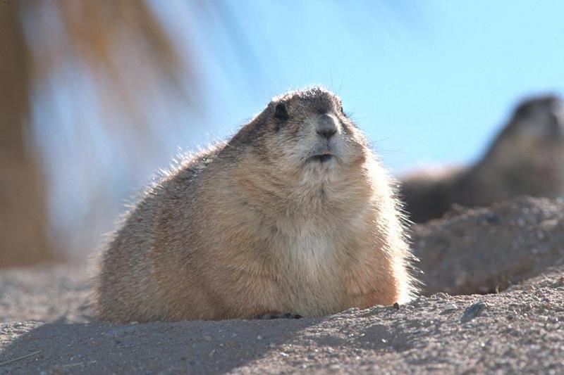 Re: prairiedog; DISPLAY FULL IMAGE.