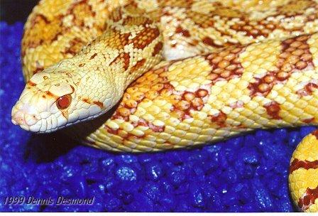albino gopher snake
