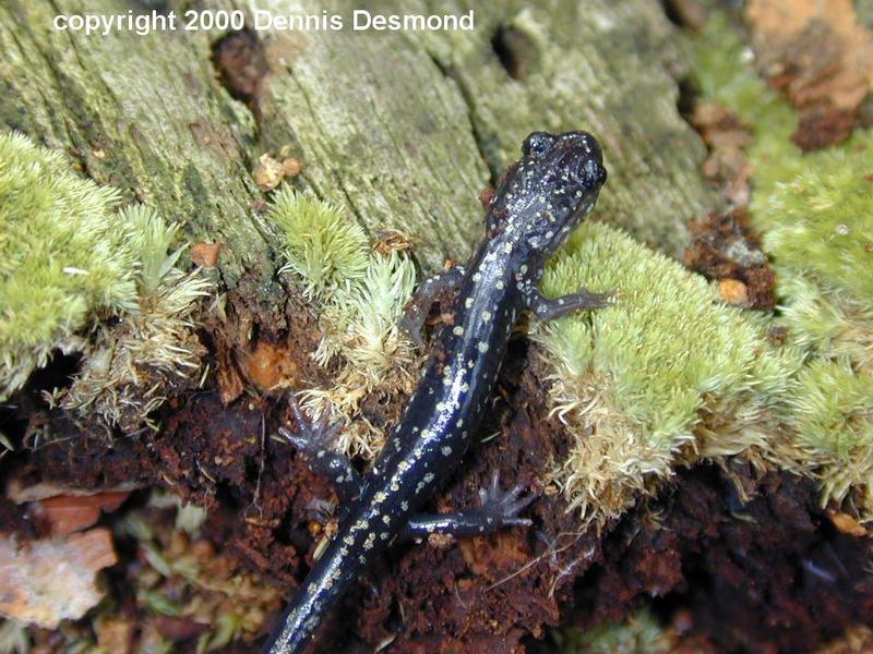 Slimy Salamander; DISPLAY FULL IMAGE.
