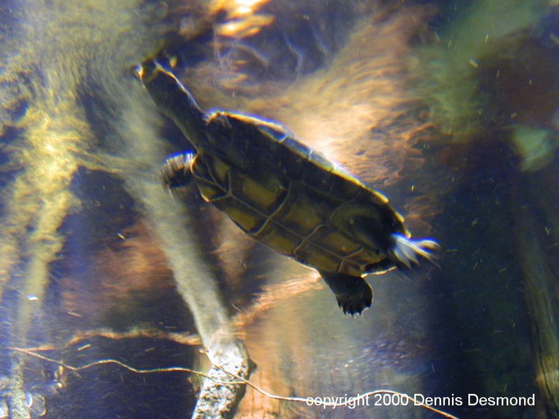 Yellow Amazon spotted turtle - surreal; DISPLAY FULL IMAGE.