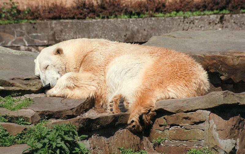 Y2K Hannover Zoo pics - Polar bear nap - many more to come; DISPLAY FULL IMAGE.