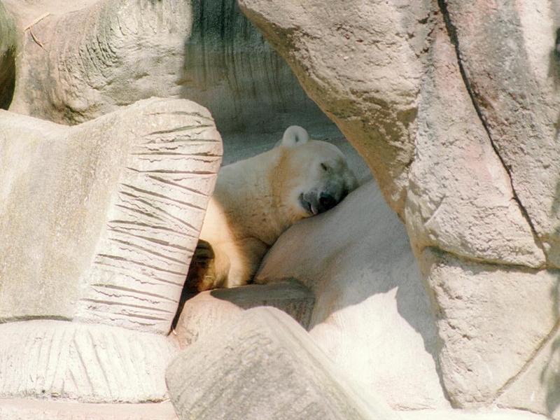 Napping animals, next one :-) Hagenbeck Zoo polar bear in a pretty hideout; DISPLAY FULL IMAGE.