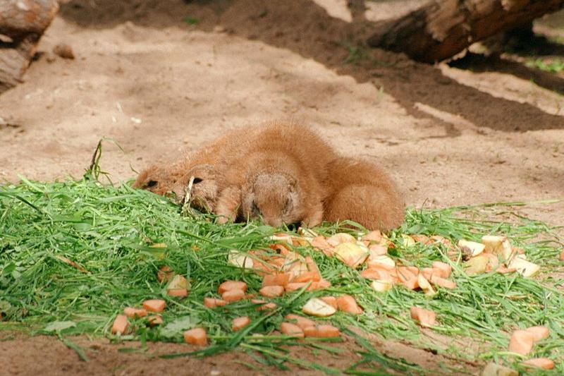 Another 1999 Hagenbeck Zoo pic - Prairie dogs at the salad bar; DISPLAY FULL IMAGE.