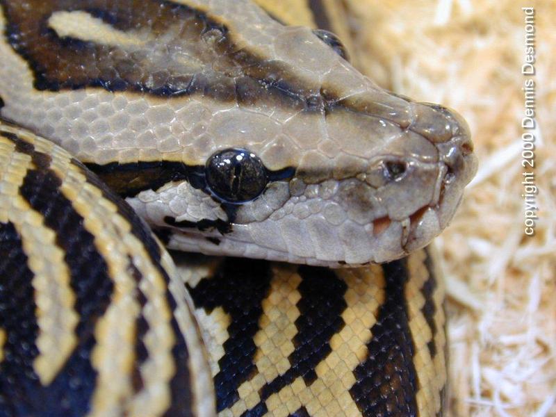 Burmese python - labrynth pattern; DISPLAY FULL IMAGE.