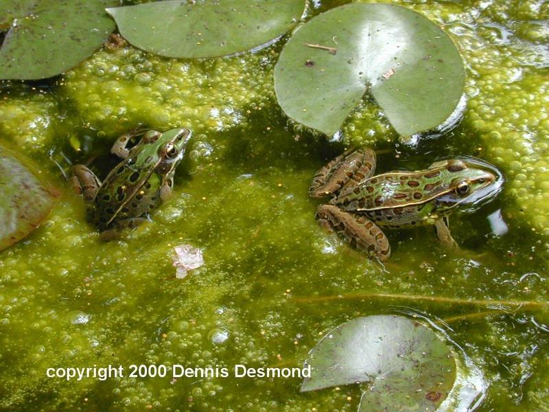 Southern Leopard Frog; DISPLAY FULL IMAGE.