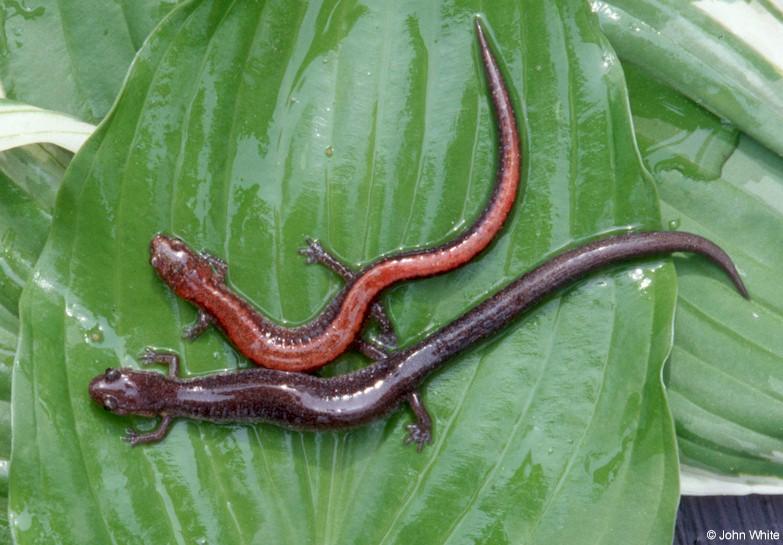 Two color phases of the Red-Backed Salamander (Plethodon cinereus); DISPLAY FULL IMAGE.