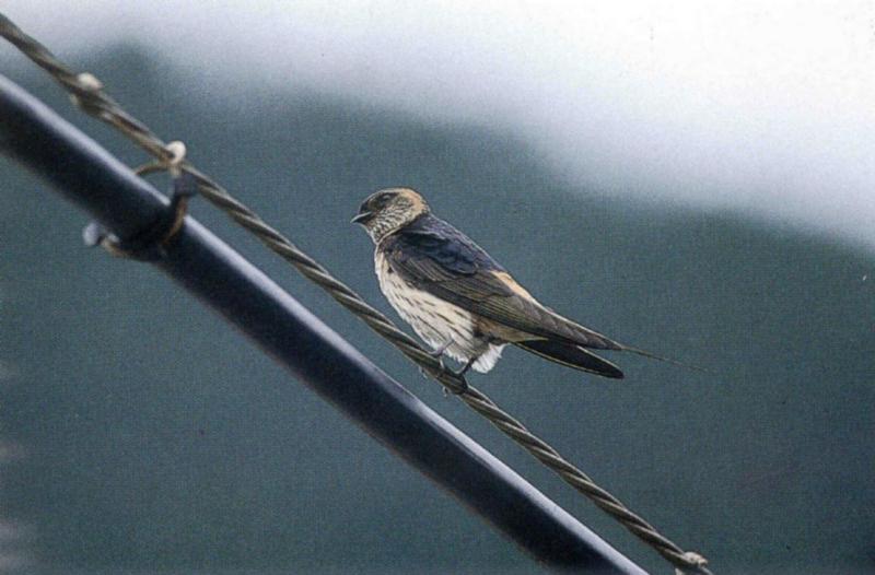 귀제비, red-rumped swallow (Cecropis daurica) (119Kb); DISPLAY FULL IMAGE.