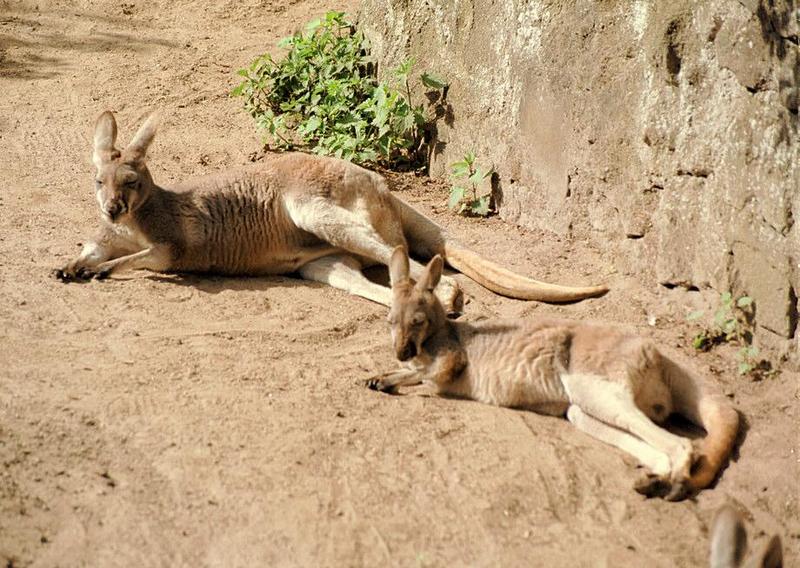 Another Hagenbeck Zoo repost/rescan - Red kangaroo siesta; DISPLAY FULL IMAGE.