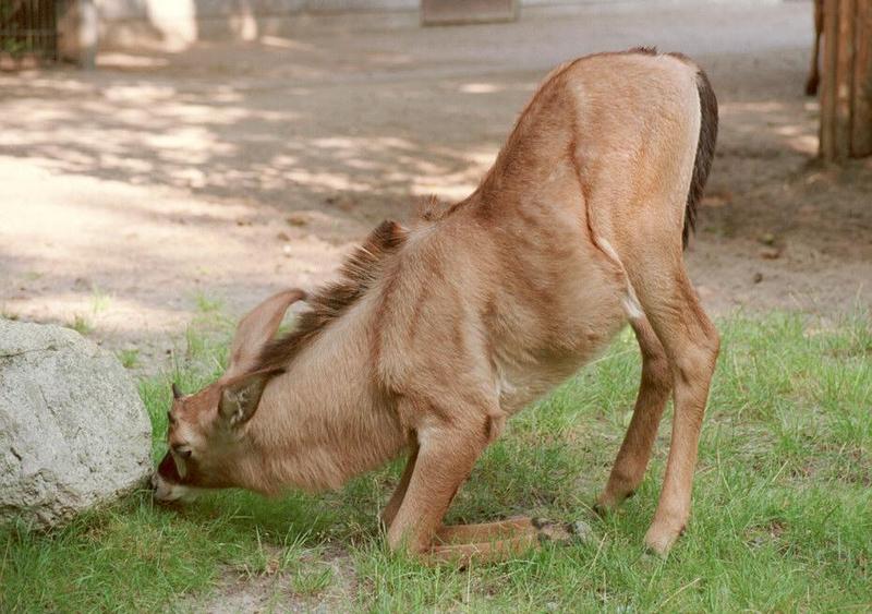 One of the really tough ones to scan - Roan antelope in Hannover Zoo; DISPLAY FULL IMAGE.