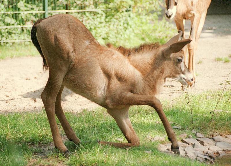 The Hannover Zoo Roan antelope kid again - getting in position for a drink; DISPLAY FULL IMAGE.