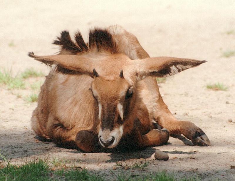 The cutest ears of Hannover Zoo... owned by the little Roan antelope!; DISPLAY FULL IMAGE.