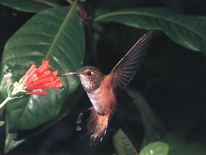 Rufous Hummingbird - Rufous Hummingbird 41; DISPLAY FULL IMAGE.